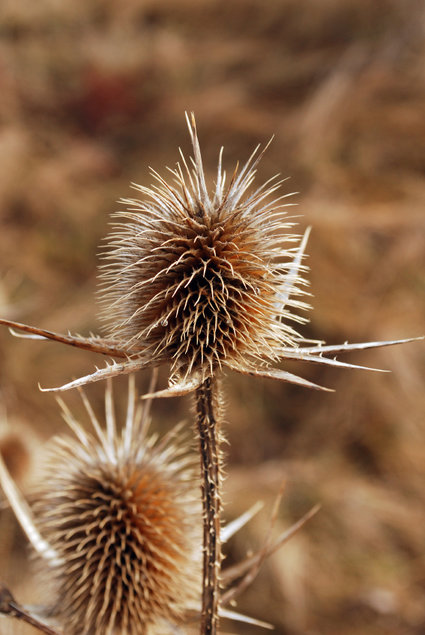 Benefits of Magnesium - Burdock Root is a rich source of magnesium