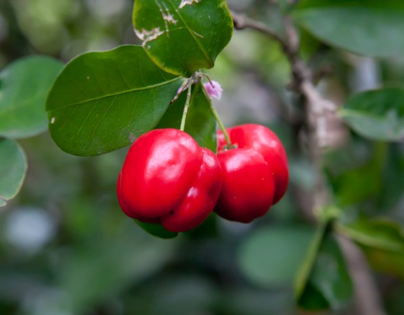 Top Vitamin C Food is the acerola cheery